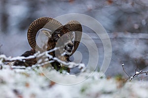 Male European mouflon Ovis aries musimon only the head with the huge horns is visible