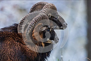 Male European mouflon Ovis aries musimon pairs side by side