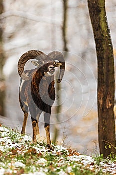 Male European mouflon Ovis aries musimon in the winter forest with snow