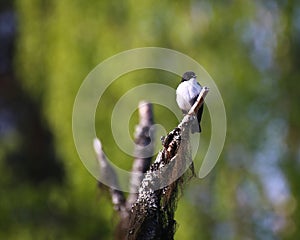 Male European pied flycatcher (Ficedula hypoleuca) sitting on a tree branch with green background