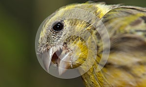 Male European serin Serinus serinus calling, Inagua