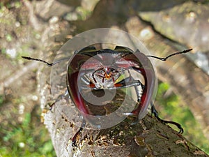 Male European stag beetle insect on tree branch