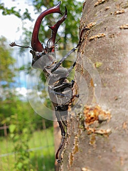 Male European stag beetle insect on tree branch