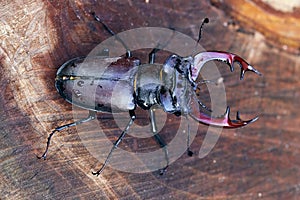 Male of  European stag beetle Lucanus cervus