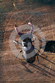Male of  European stag beetle Lucanus cervus