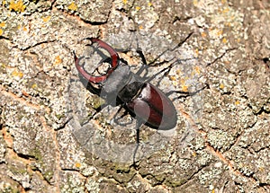 male of the European stag beetle, Lucanus servus