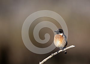 Male European Stonechat perched on a branch