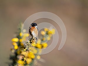 Male European Stonechat perched on a branch