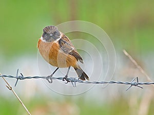 male European stonechat sitting on a barbed wire