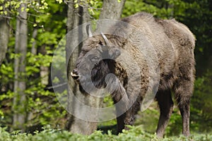 Male of European wood bison Wisent, Bison bonasus in the forest