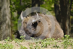 Male European wood bison Wisent, Bison bonasus is resting