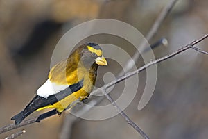 Male Evening Grosbeak, Coccothraustes vespertinus, in tree