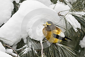 Maschio scoiattolo comune appollaiarsi sul pino un albero ramo inverno 