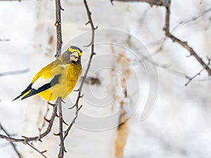 Male Evening GrosbeakBird Celebratig New Year by Minus Twenty F