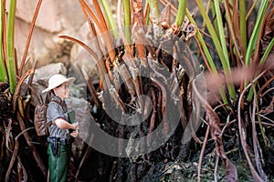 A male explorer stands looking at the scenery and nature surrounding the tropical forest.