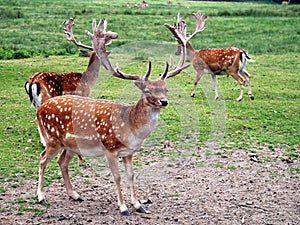 Male Fallow deer