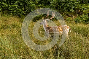 A male fallow deer in Bradgate Park, Leicestershire, UK, during the summer