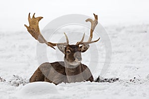 Male fallow deer buck Dama dama resting in snow-covered winter landscape