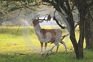 Male fallow deer, Dama Dama, foraging during sunsrise. photo