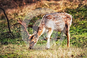 Male fallow deer, Dama dama, mosses grazing