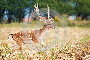 Male fallow deer escaping through agricultural field during harvest
