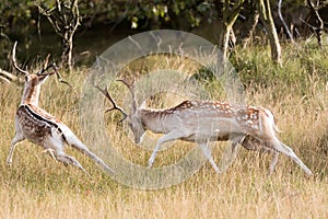 Male Fallow deer