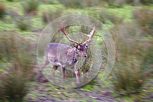 Male fallow deer with fully grown antlers running past with motion blur towards the edge of the image