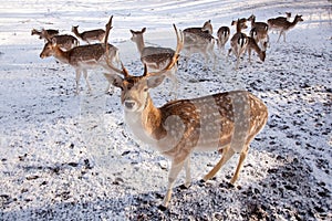 Male fallow deer and group of females in the snow