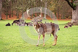 A male fallow deer with large antlers