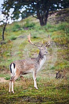 Male fallow deer with large antlers