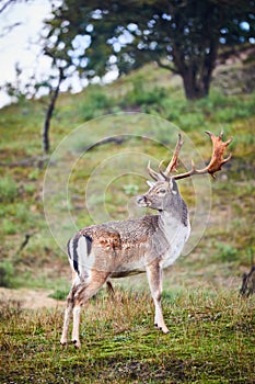 Male fallow deer looking over his shoulder