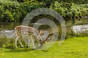 A male fallow deer next to the River Lin in Bradgate Park, Leicestershire, UK