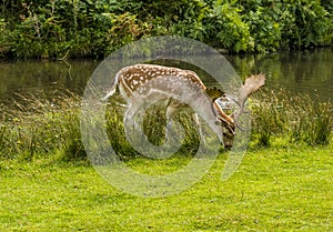 A male fallow deer beside the River Lin in Bradgate Park, Leicestershire,