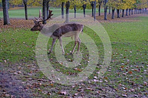 Male fallow deer running through the autumn alley covered with fallen leaves. Autumn wildlife nature.