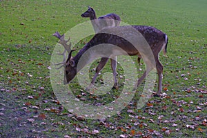 Male fallow deer running through the autumn alley covered with fallen leaves. Autumn wildlife nature.