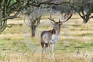 A male fallow deer in rut with beautiful antlers keeps a close eye on the female deer in the Amsterdamse Waterleidingduinen park n