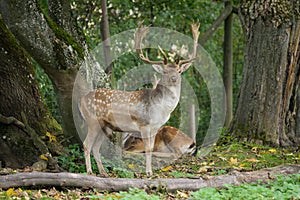 A male fallow deer standing in a forest