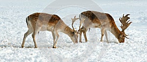 Male fallow deer in winter photo