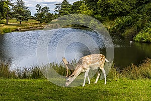 A male fallow grazing beside a lake in Bradgate Park, Leicestershire, UK