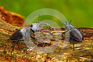 Male and famale of insect. Stag beetle, Lucanus cervus, big insect in the nature habitat, old tree trunk, clear orange