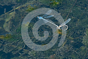 Familiar Bluet Damselfly - Enallagma civile photo