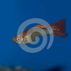 Male Fancy Guppy