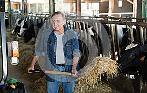 Male farm worker feeding cows