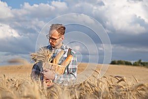 Male farmer or baker with baguettes in rye, wheat field