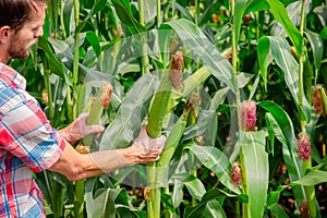 Male farmer checking plants on his farm. Agribusiness concept, agricultural engineer standing in a corn field with a tablet,