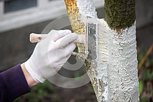 a male farmer covers a tree trunk with protective white paint against pests