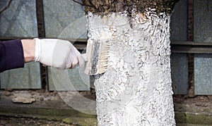 a male farmer covers a tree trunk with protective white paint against pests