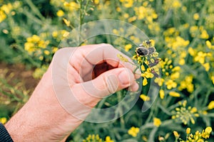 Male farmer examining rapeseed crops for tropinota hirta beetle pests