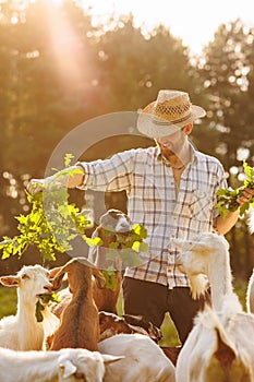 Male farmer feeding goats with fresh green grass on ecological pasture on a meadow. Livestock farming for the industrial