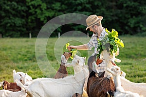 Male farmer feeding goats with fresh green grass on ecological pasture on a meadow. Livestock farming for the industrial